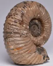 AMMONITE, TROPAEUM JACKII, WALSH RIVER, AUSTRALIA F208
