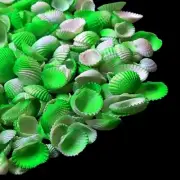 Green Ark White Shells For Crafts Art Decor Natural Sea Shell approx.500 pcs