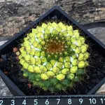 糸·嶼 / MAMMILLARIA MARKSIANA VARIEGATA  - 仙人掌 / 多肉 植物