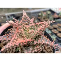 在飛比找蝦皮購物優惠-Aloe ‘sandstorm’ 蘆薈 沙塵暴 / 3吋/奧