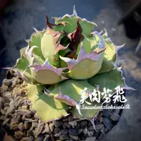 在飛比找蝦皮購物優惠-♕succulentxlabxsale♕龍舌蘭 Agave 