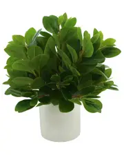 Creative Displays Peperomia Bush In Fiberstone Pot