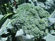 Broccoli Di Cicco - Heirloom Vegetable by Life-Force Seeds Australia