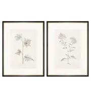 [Florabelle Living] Floral Prints Gold/Black Frames 2 Pc