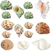 15Pcs Hermit Crab Shells (7 Types) Natural Hermit Crab Shells, For Small To Larg