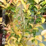 Camellia japonica (Sazanka) Nishikisai 35-inch pot seedling From Japan