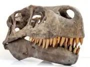 Utahraptor skull lifesize dinosaur fossil replica
