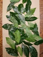 Bay Leaf Fresh with floral cut out design 40 leaves per package