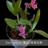 在飛比找蝦皮購物優惠-［植禾］石斛 檀香 麝香 紅夢幻 潑墨 葉藝 黃金阿雅 白澳