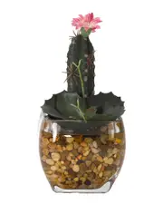 D&W Silks Mini Finger Cactus and Wild Succulent in Glass Cube