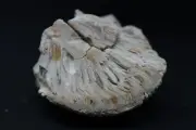 Petrified pine cone fragment (Araucaria Mirabilis) - Patagonia, Argentina