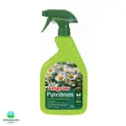 Amgrow Pyrethrum