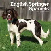 2025 English Springer Spaniels Wall Calendar