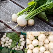 Turnip - Tokyo Cross F1 (Japanese) seeds
