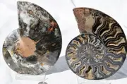 Large Black Ammonite Pair Deep Crystals 110myo Dino age FOSSIL 153mm 6.0" 9582bb