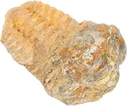 BUGUUYO Educational Trilobite Model Safe Stone Decoration for Boys and Girls Paleontology Teaching