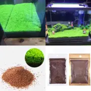 Aquarium Plant Se-eds Fish Tank Aquatic Water Grass Foreground Easy Plants 5g