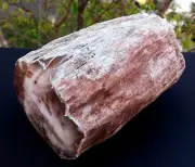 8 Lb 1 Oz Natural Rare Opalized Mirror Polished Multicolor Big Petrified Wood Uv