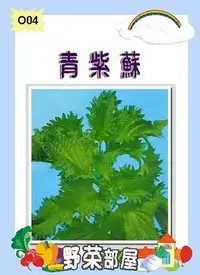 在飛比找Yahoo!奇摩拍賣優惠-【野菜部屋~】O04 日本青紫蘇種子0.8公克 , 呈濃青綠