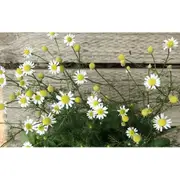 CHAMOMILE 'German' seeds