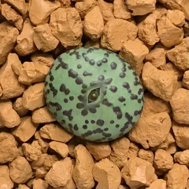 10-2多肉植物　多肉市場　菊紋章玉、菊化石玉、日輪玉　混合　お纏めする方のみご購入可能です