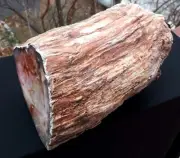 17 LB XL Natural Rare Opalized Mirror Polished Multicolor Big Petrified Wood Uv