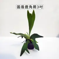 在飛比找momo購物網優惠-【Gardeners】圓盾鹿角蕨 3吋蕨類-1入(室內植物/