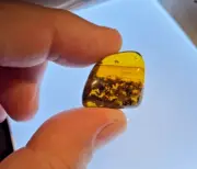 A101 BU416 Rare Feather with bloated fly swarm in Burmese Amber Burmite 99mya