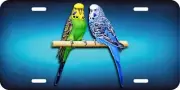 Two Parakeets Parrot Bird On Branch Aluminum Car Vanity Plate Tag LP723