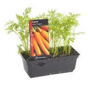 Carrot Little Fingers Punnet - Daucus carota