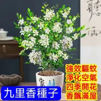 在飛比找蝦皮購物優惠-💥💥【九里香花種子】九里香種子 千里香種子 濃香型花卉種子 