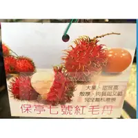 在飛比找蝦皮購物優惠-花田厝_水果果苗 保亭7號紅毛丹(嫁接苗) 7吋盆高40-6