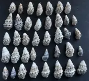 #B10 Mix of 39 smaller approx. 18-28mm Sea snail shells