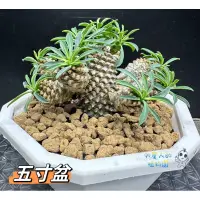 在飛比找蝦皮購物優惠-【外星人的植物園】怪魔玉 大戟 塊根 龍舌蘭 虎尾蘭 盆栽 