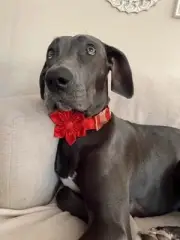 Christmas Red Dog Collar - Adjustable | S,M,L