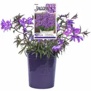 140mm Phlox - Phlox jagger