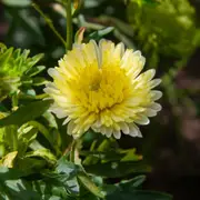 Aster - Matsumoto Yellow seeds