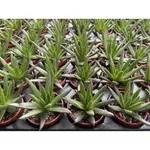 🌵1吋迷你盆【 昭和 】多肉植物、仙人掌🌵