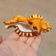 Natural Conch Shells Fish Tank Sea Snail Ornament Home Decor Acuario Aquarium