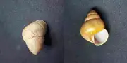 #1990 Cochlostyla Pithogaster Albay, Luzon Philippines 40.1mm land snail shell