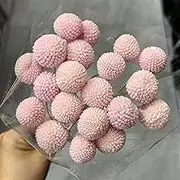 20/40Pcs (2-3CM) Dried Craspedia Flowers Dried Button Balls Flowers, 50CM/20 Billy Buttons Floral Bouquet Billy Button Balls for DIY Flower Home Wedding Party Decor(Pink 2,20pcs)