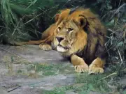 africa lion in the grass W. Spielende Tile Mural Kitchen Backsplash Ceramic 10x8