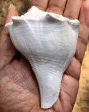 Dakshinavarti Natural Shankh/Laxmi Shankh for Pooja, Right Handed Conch Shell