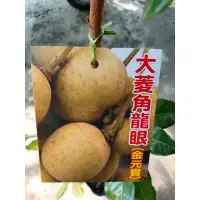 在飛比找蝦皮購物優惠-新品龍眼，大菱角龍眼嫁接苗 一棵400黑貓宅配貨到付款 電話