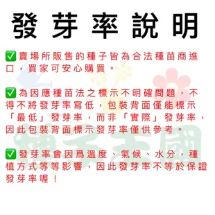 種子王國 金澤甘藍【蔬果種子】高麗菜種子 仙桃型甘藍 每包1公克 興農種苗 彩色原包裝