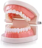 Standard Teeth Model, Teeth Brushing Mode for Kids Dental Teeth Model Teaching Study Supplies