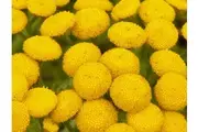 TANSY / Tanacetum vulgare seeds