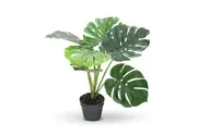 MONSTERA 60cm Monstera with Black Plastic Pot