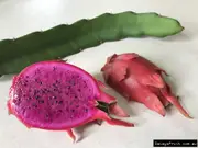 Buy Pitaya - Pink Panther Dragon Fruit Vines (Hylocereus hybrid)