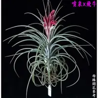 在飛比找蝦皮購物優惠-【新巧園】空氣鳳梨 噴泉×飛牛 Tillandsia exs